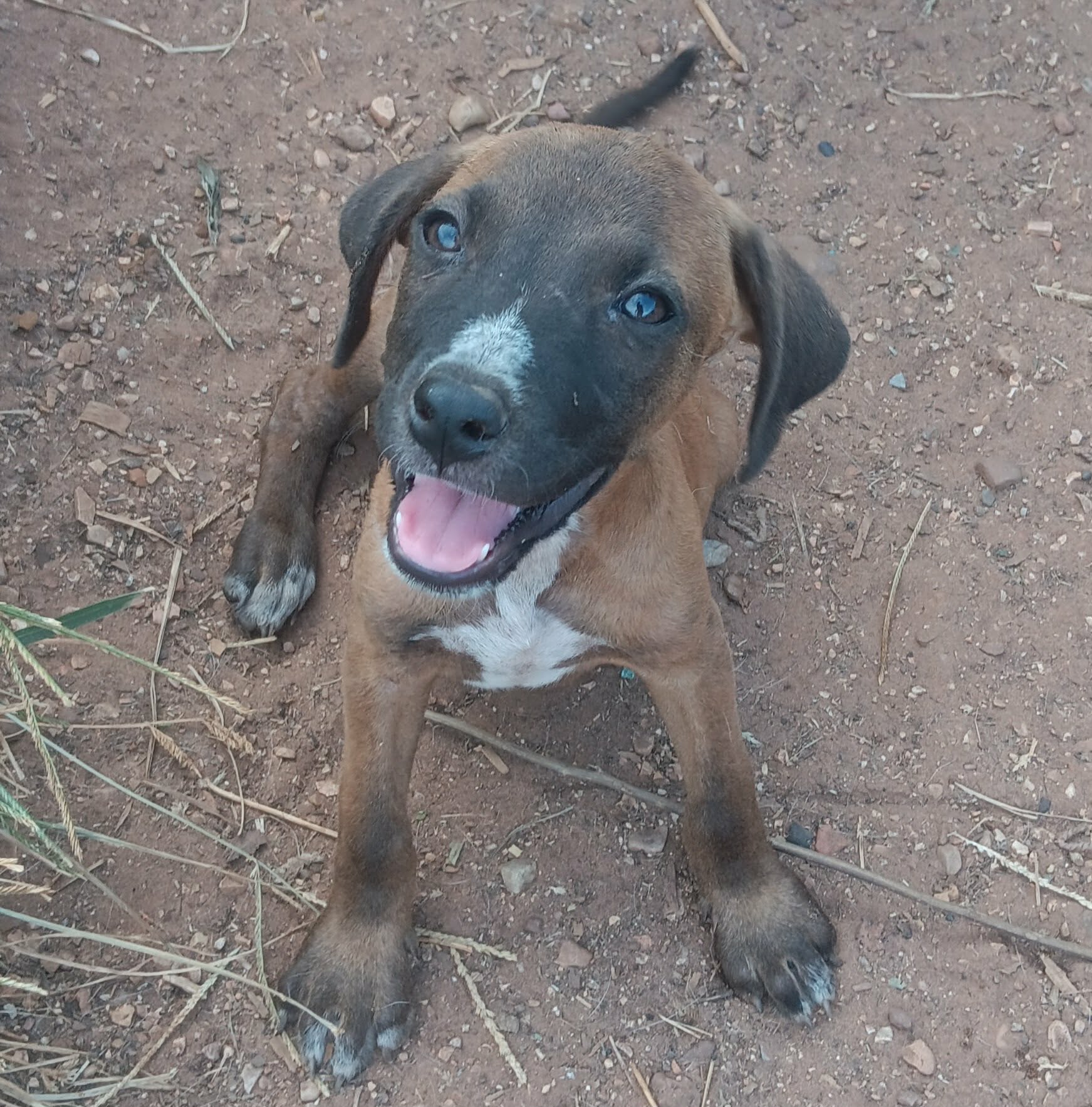 Adoptable pet