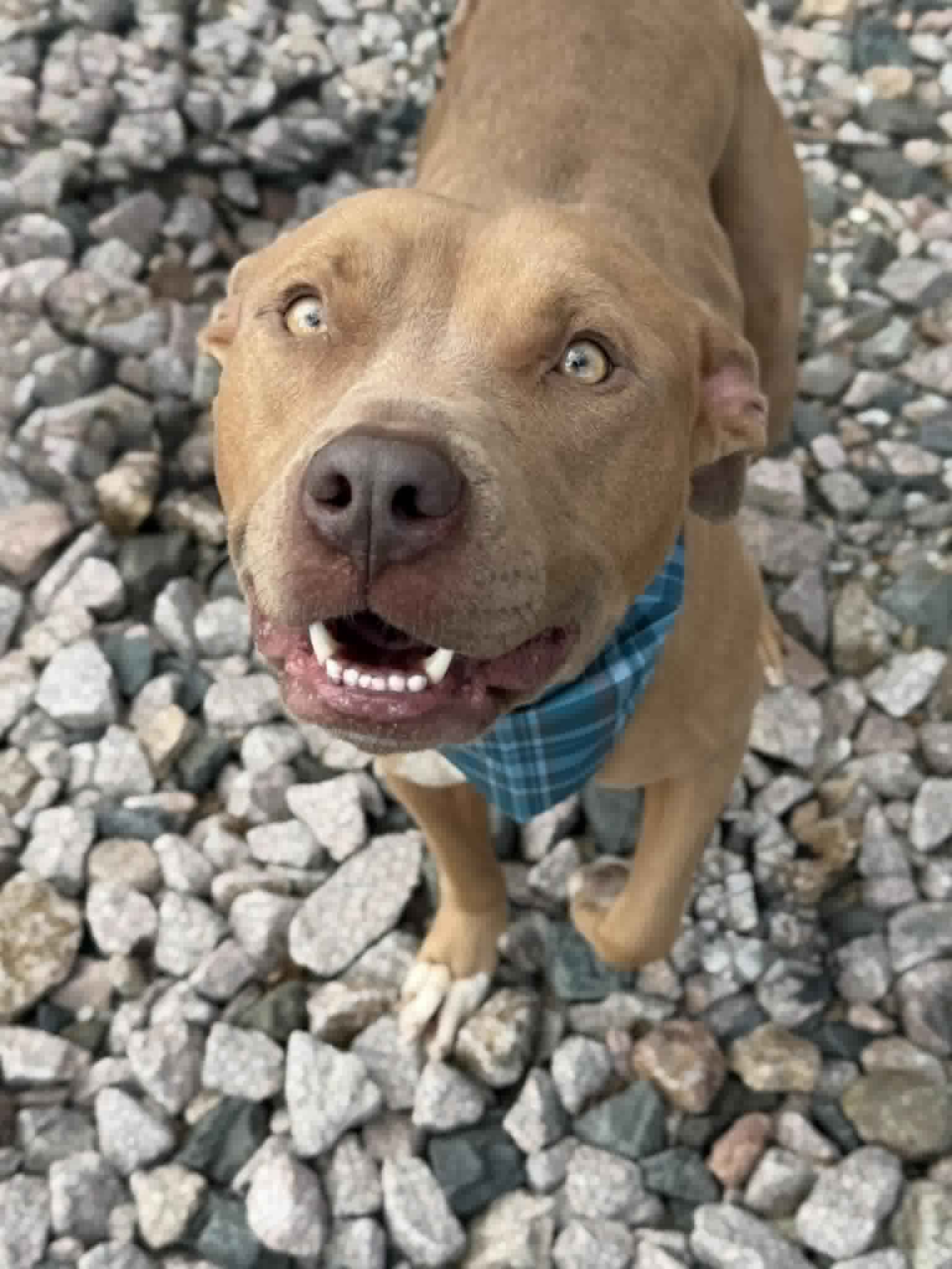 Apply to adopt
