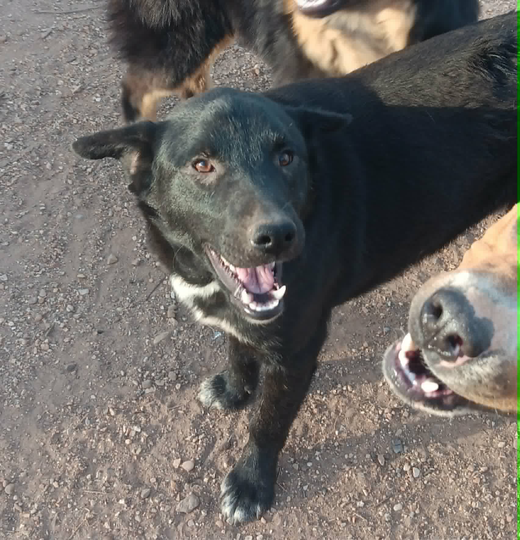Dog Match Request Form