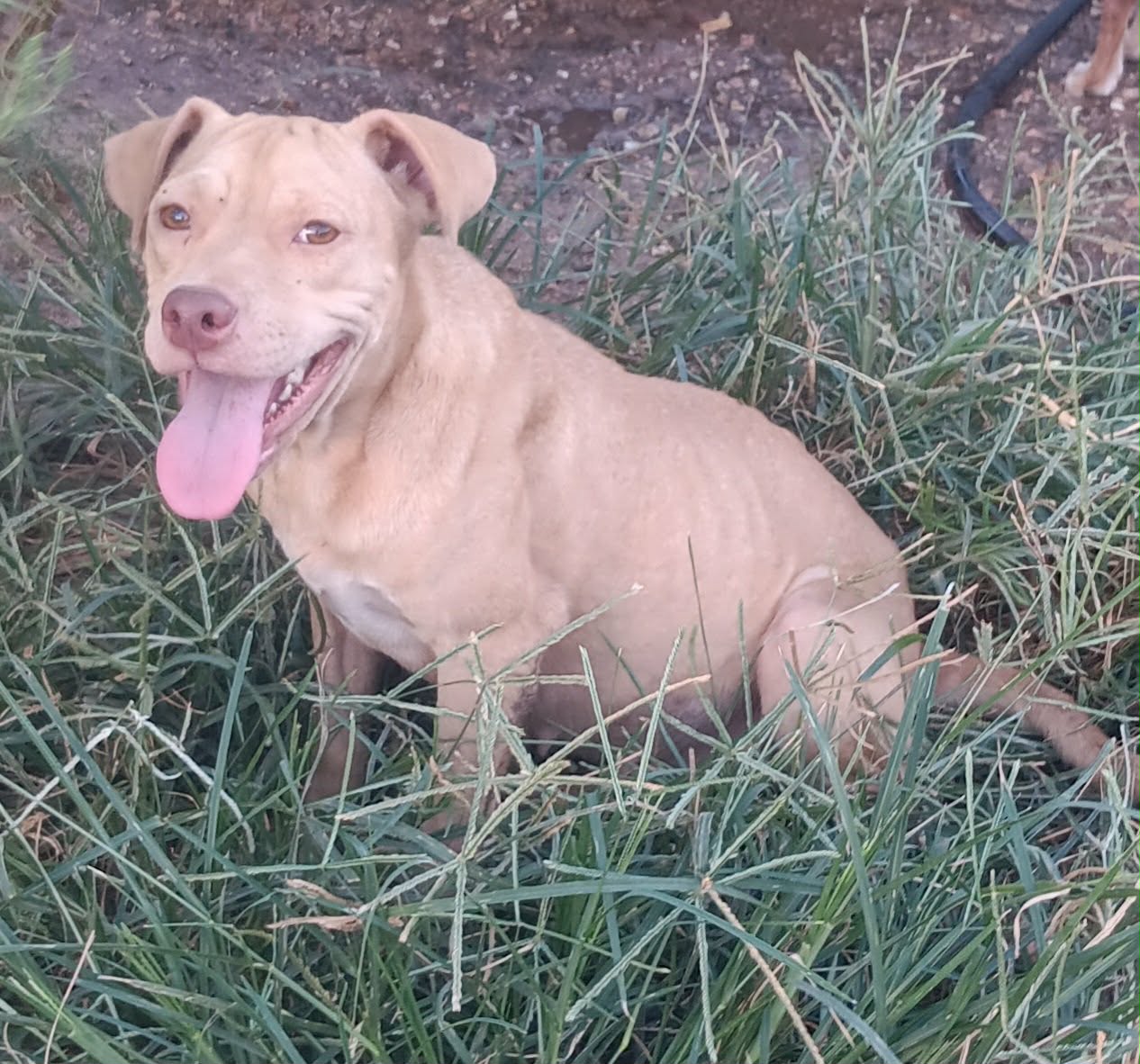 Dog available for virtual adoption