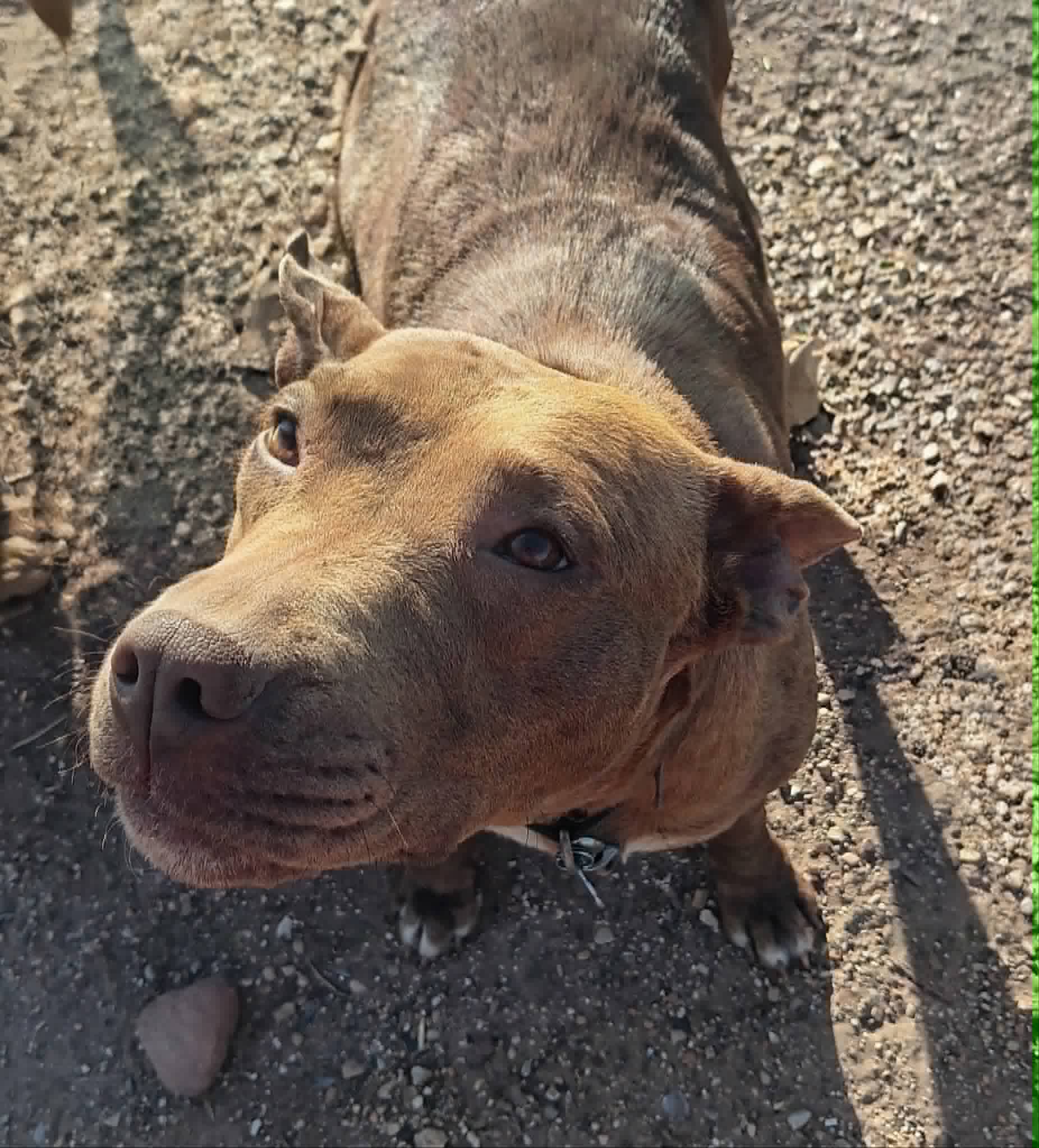 Dog available for virtual adoption