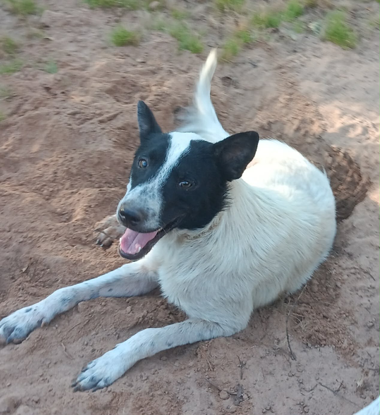 Dog available for virtual adoption