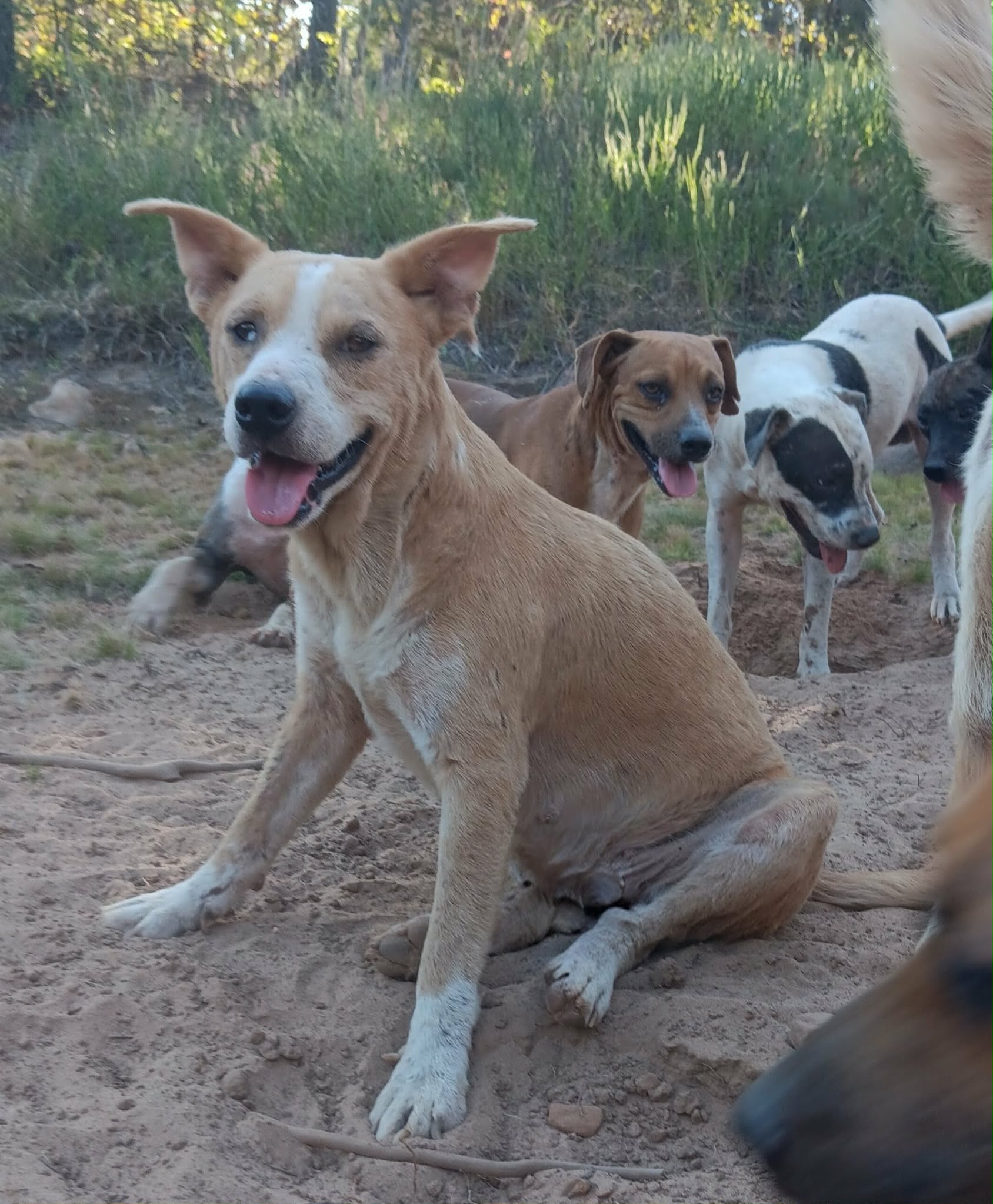 Dog available for virtual adoption