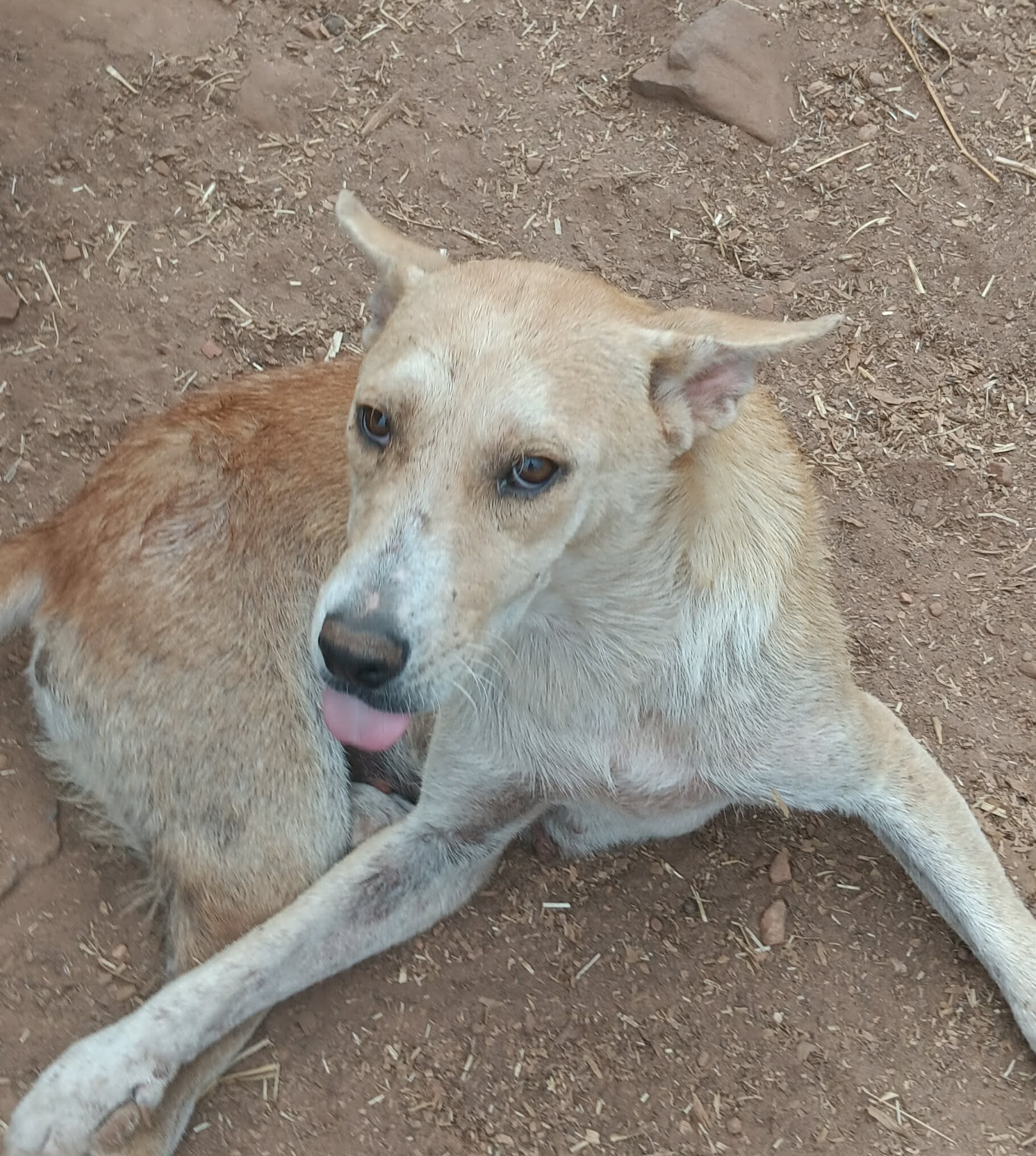 Dog available for virtual adoption