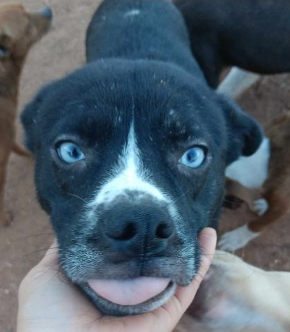 Dog available for virtual adoption