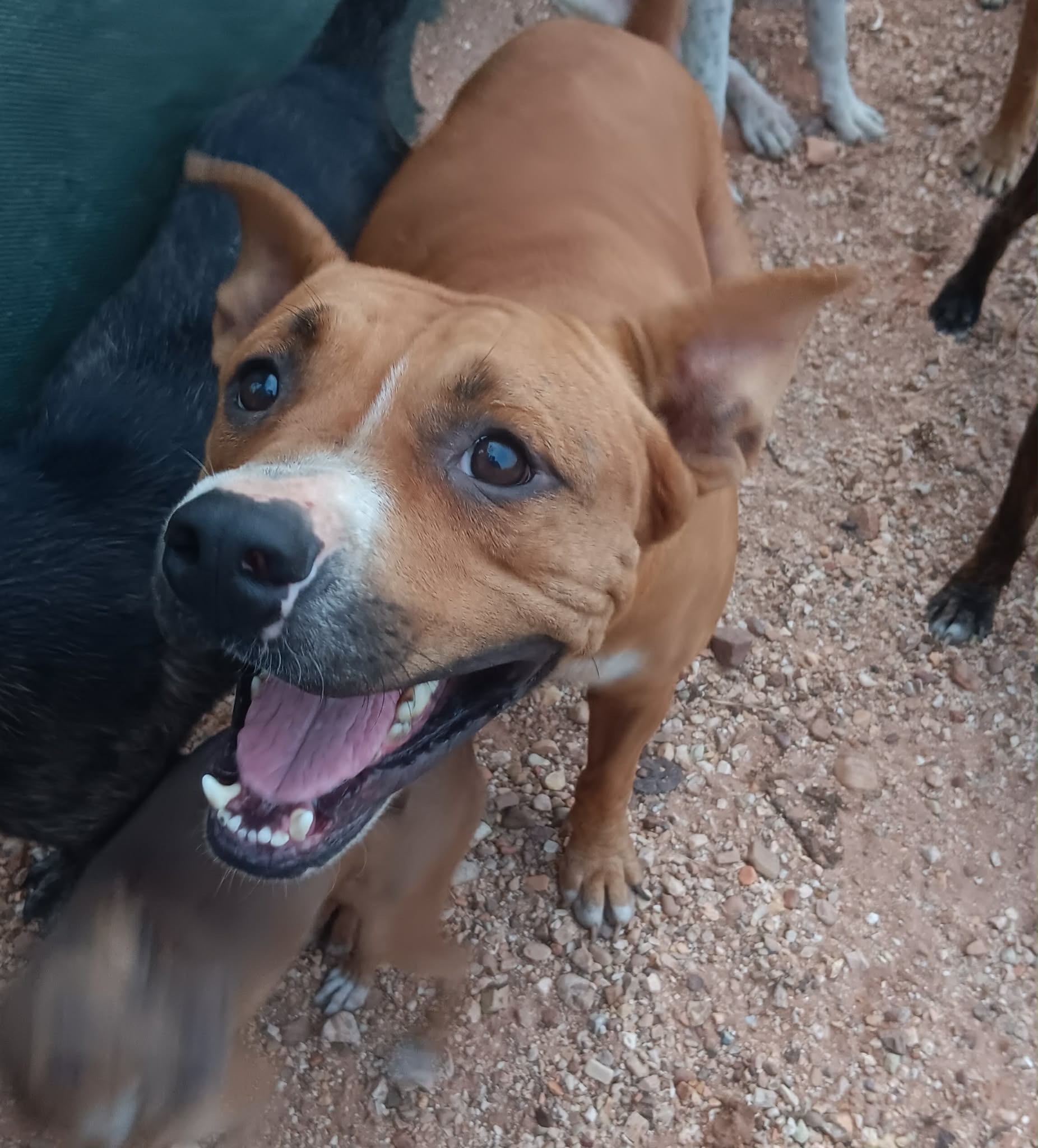 Virtual adoption dog